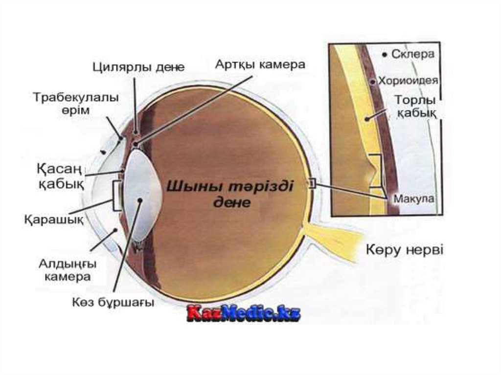 Көз құрылысы презентация