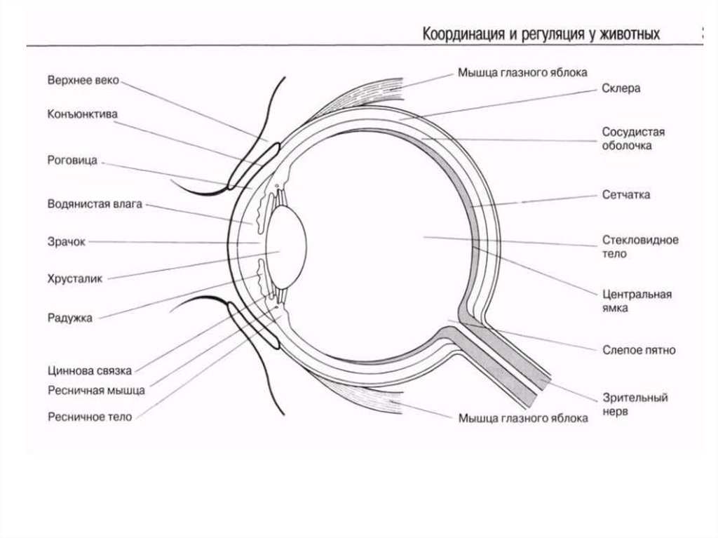 На какой части глазного яблока образуется изображение. Строение глазного яблока человека анатомия. Строение глазного яблока человека рисунок. Строение глазного яблока анатомия схема. Схематическое строение глазного яблока.