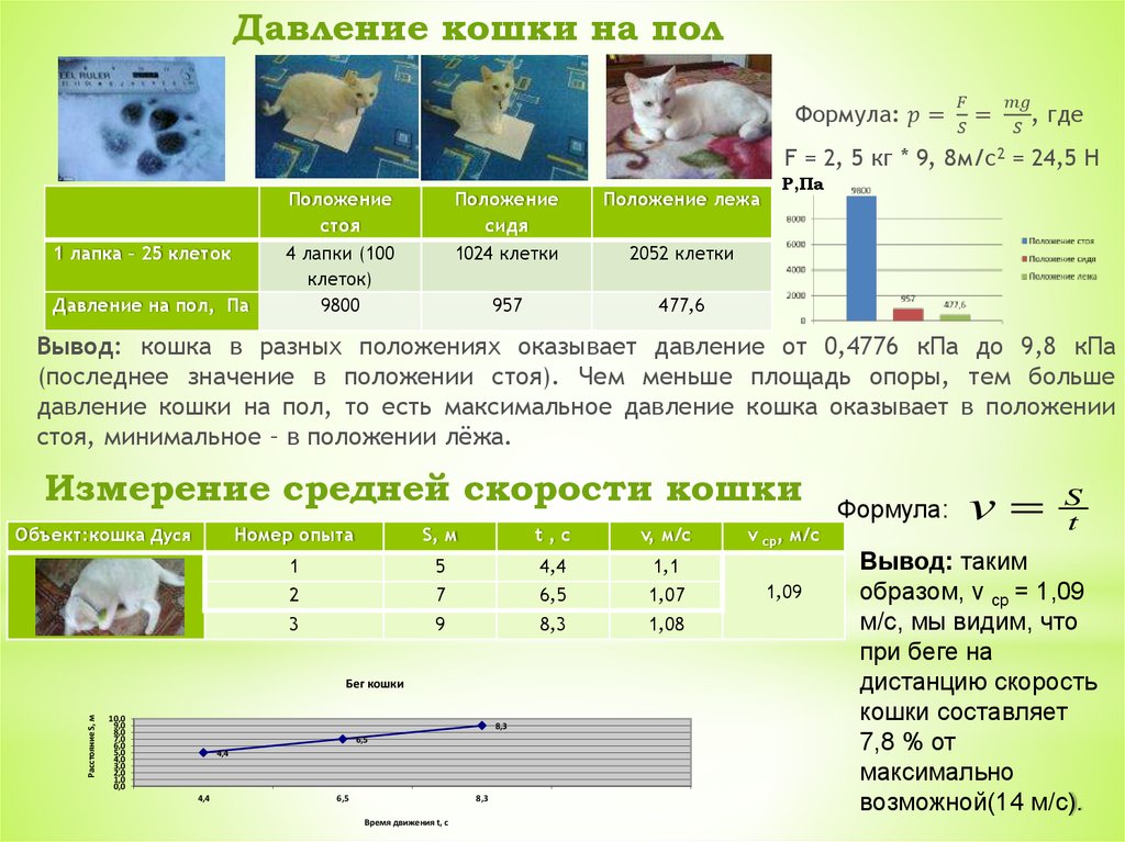 Скорость кошки. Скорость бега кошки. Средняя скорость кошки. Какая скорость у кота. Максимальная скорость кота.