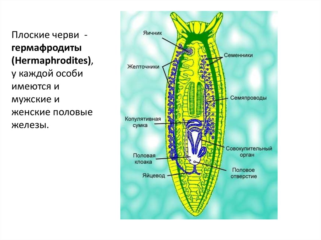 Обоеполые черви. Гермафродитизм у плоских червей. Плоские черви гермафродиты. Семяпровод у плоских червей. Половая система плоских червей.