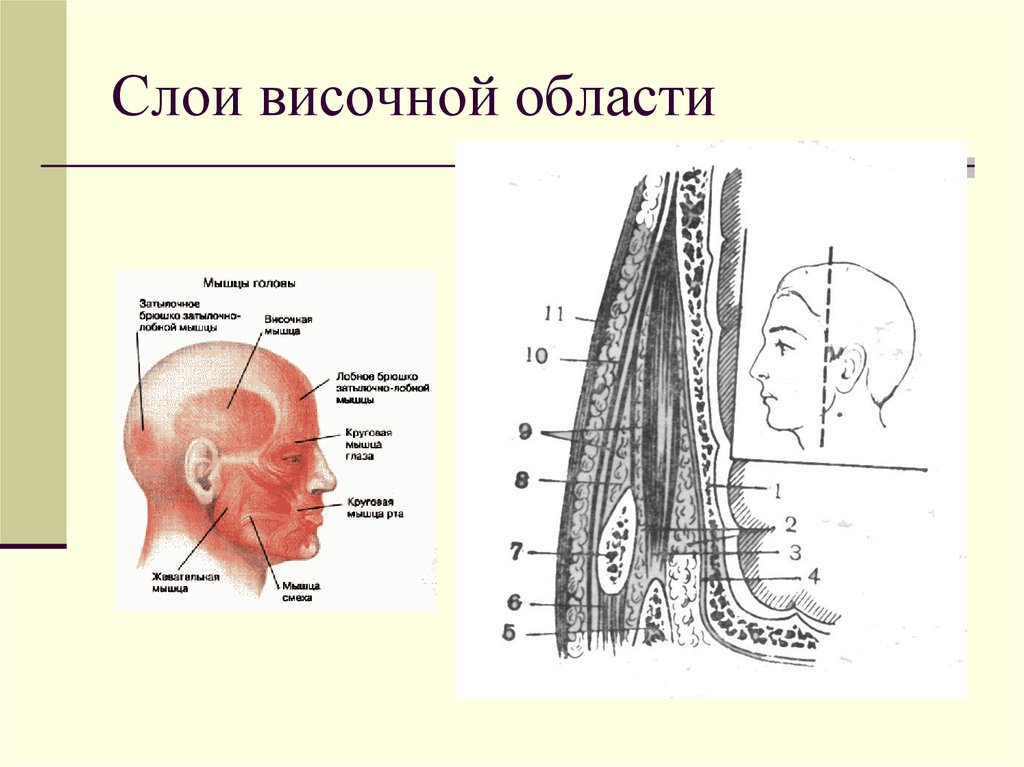 Височная область рисунок