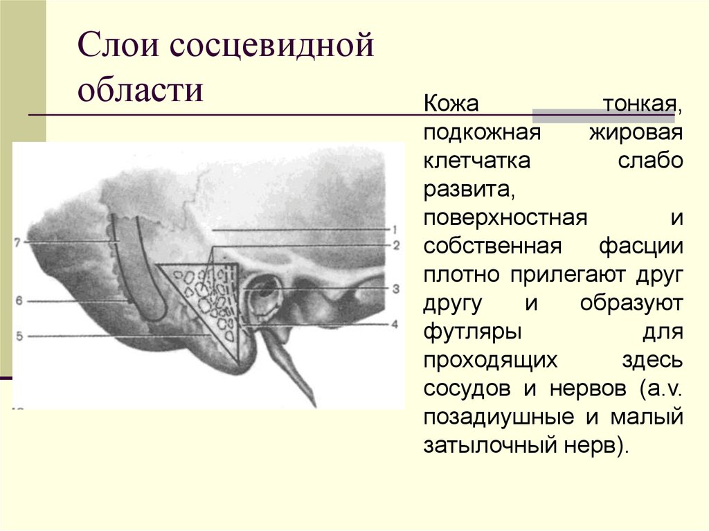 Трепанационный треугольник шипо схема