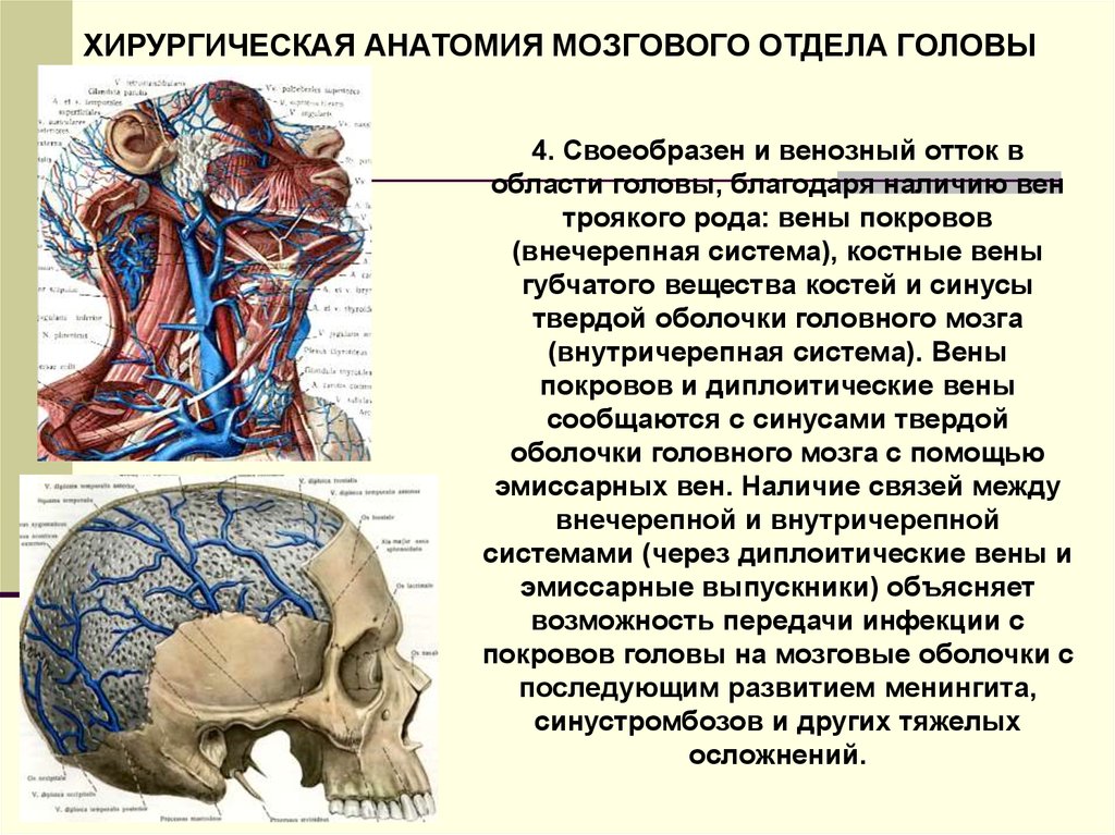 Отток крови от головного мозга. Эмиссарные вены головы анатомия. Венозный отток от головного мозга. Мозговой отдел головы топографическая анатомия.