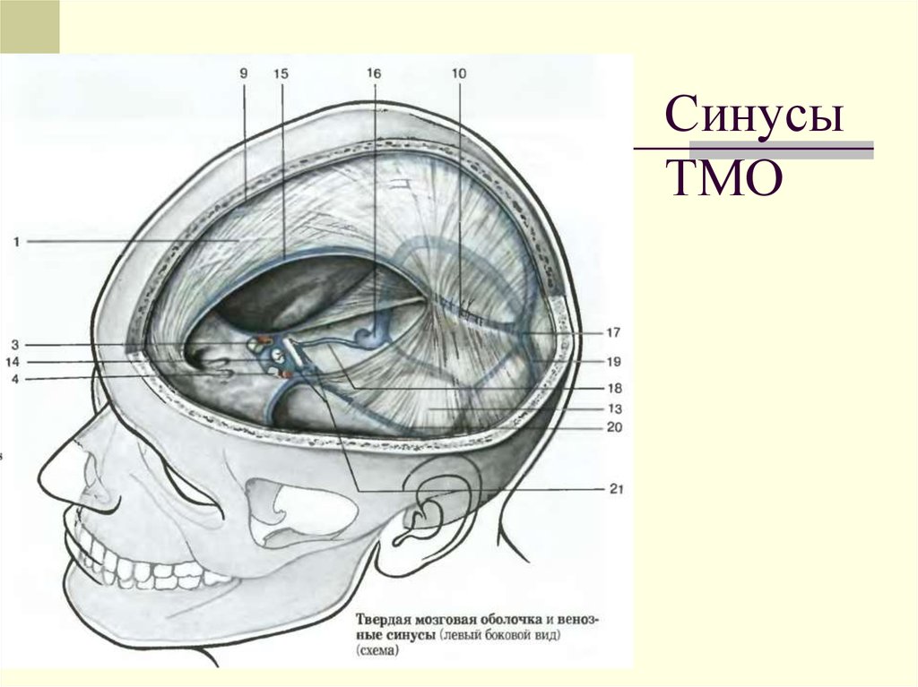 Синусы оболочки головного мозга. ТМО твердая мозговая оболочка. Оболочки мозга. Синусы твердой мозговой оболочки. Синусы твердой мозговой оболочки схема. Анатомия синусов твердой мозговой.