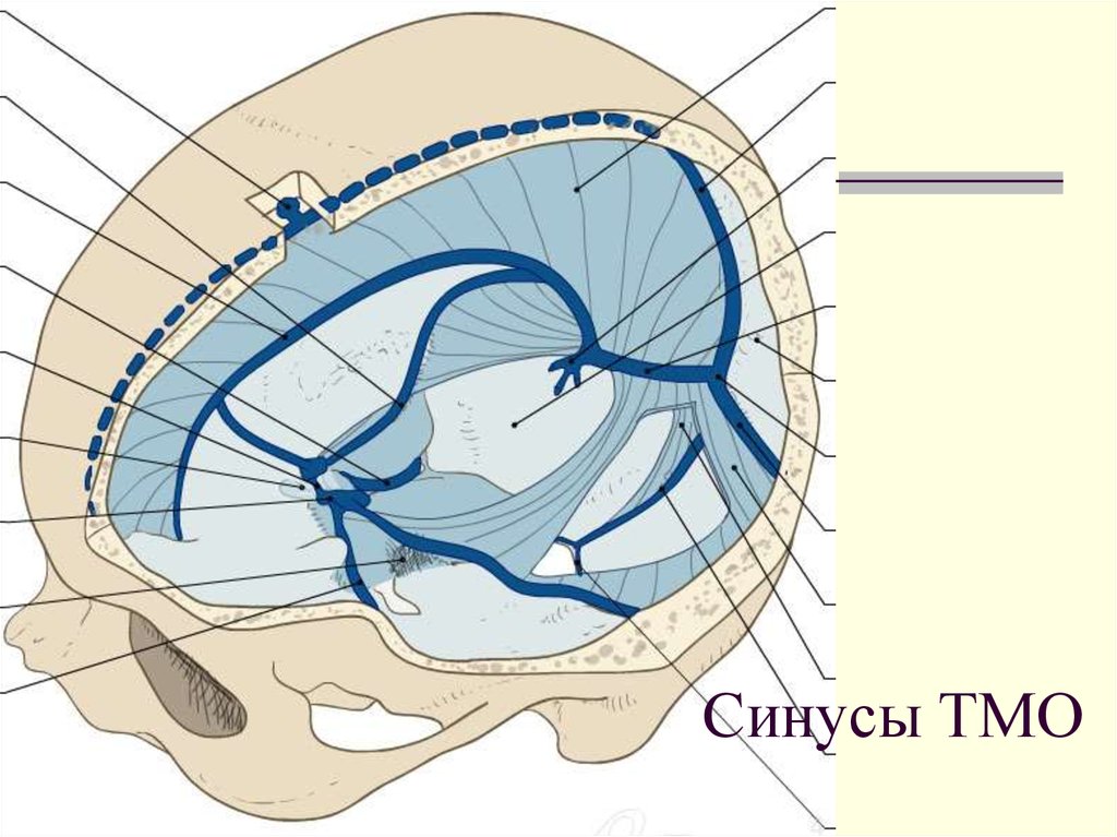 Синусы мозга схема