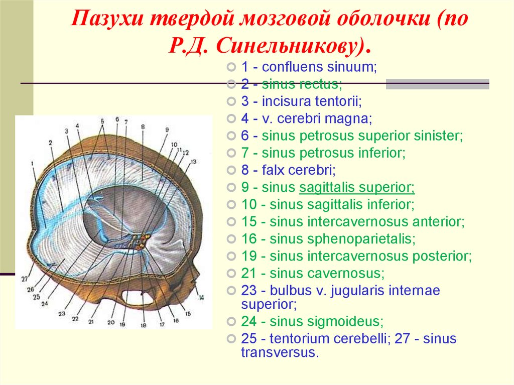 Схема синусов головного мозга