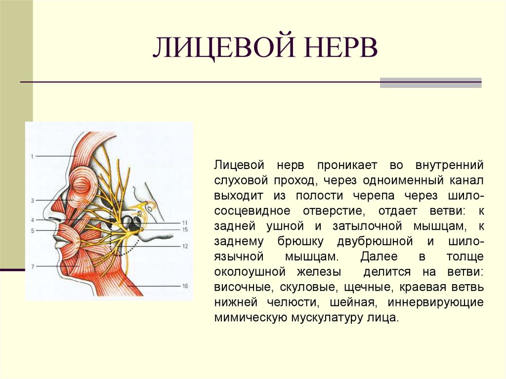 Лицевой нерв является. Лицевой нерв анатомия кратко. Особенности строения лицевого нерва. Путь лицевого нерва кратко. Лицевой нерв анатомия схема.