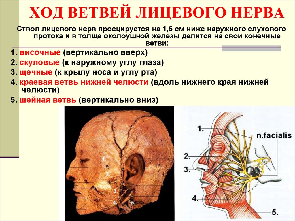 Топографическая анатомия головы презентация