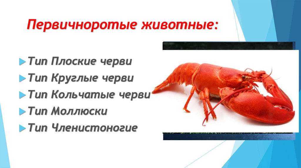 Первичноротые. Первичноротые животные. Первично ротные животные. Кишечнополостные Первичноротые. Первичноротые Членистоногие.