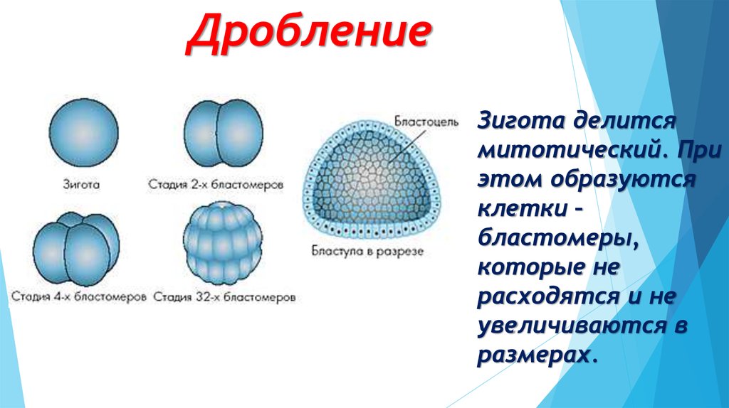 Дробление зиготы рисунок