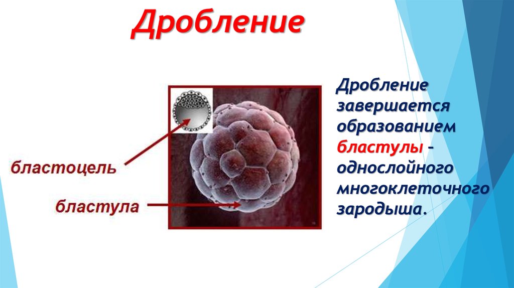 Бластоцель это. Бластоцель. Образование бластоцели. Бластула и бластоцель. Образование однослойного многоклеточного зародыша.