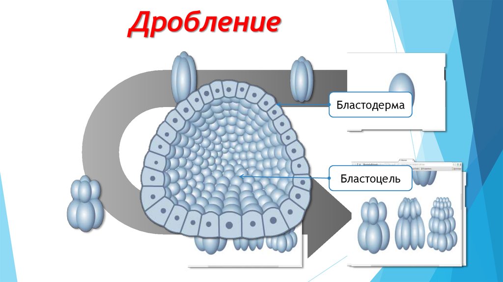 Тема дробление. Дробление вещества. Бластодерма и бластоцель. Визуальное дробление информации. Визуальное дробление текста.