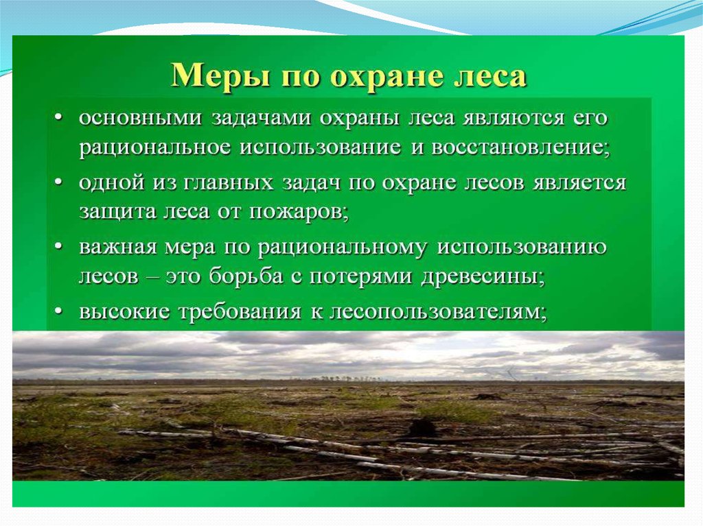 Охрана лесов в россии. Меры по охране леса. Меры по защите лесов. Меры по сохранению леса. Меры охраны лесных ресурсов.