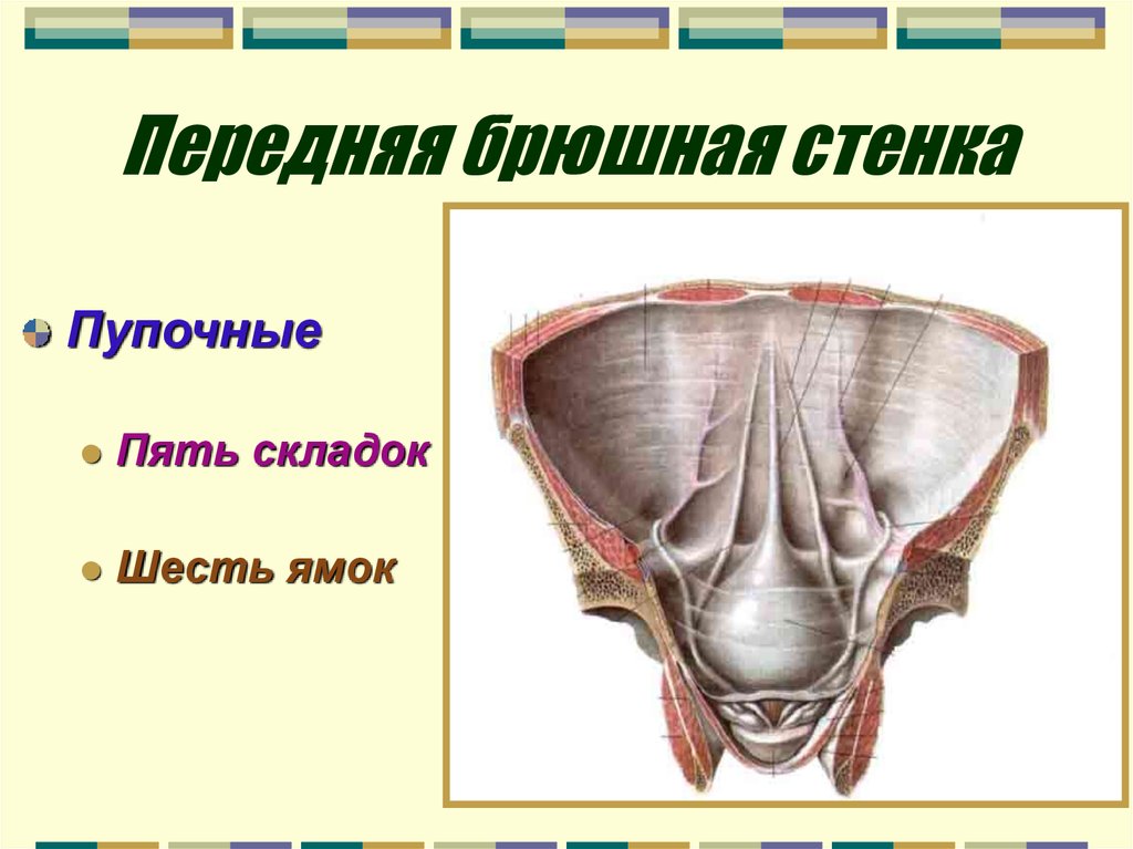 Стенки ямок. Складки брюшины анатомия. Складки и ямки передней брюшной стенки.