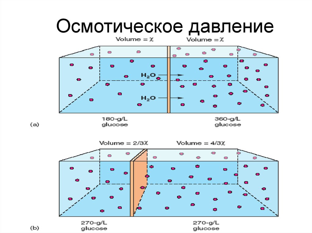 Осмотическое давление