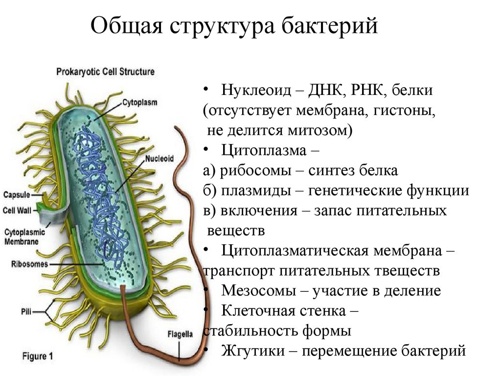 Цитоплазма бактерий. Нуклеотид функции в бактериальной клетке. Нуклеоид бактериальной клетки. Нуклеоид бактерий строение. Нуклеоид бактерий функции.