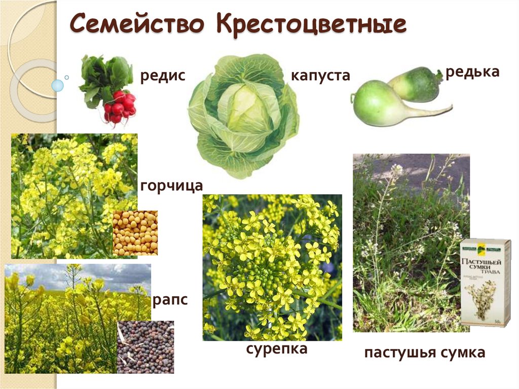 Семена овощных культур фото