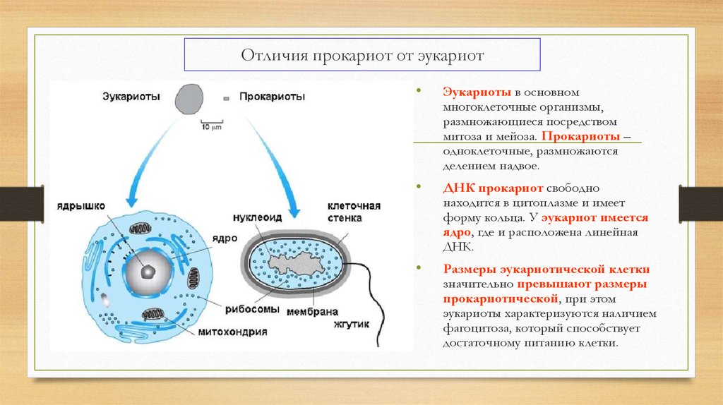 Прокариоты ответ 3. Форма клеток прокариот и эукариот. Отличие прокариот от эукариот кратко. Клетки прокариот и эукариот схема. Сравнение клеток прокариот и эукариот рисунок.