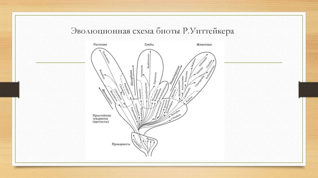 Эволюционная схема биоты