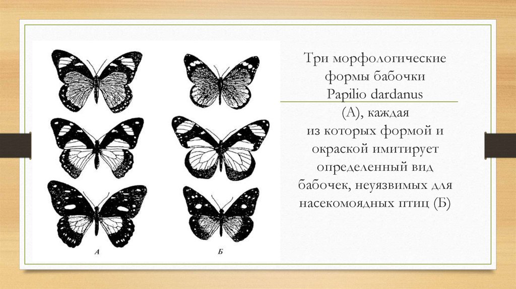 В чем сходство и различие бабочек. Морфологические изменения бабочек. Примеры бабочек. Параллелизм бабочки.