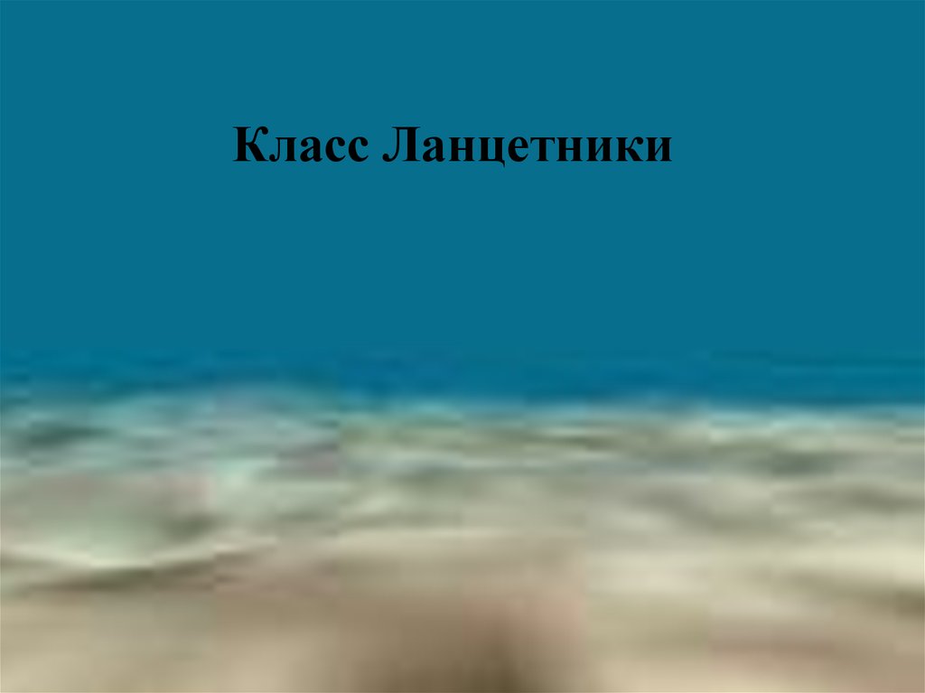 Класс Ланцетники - презентация онлайн