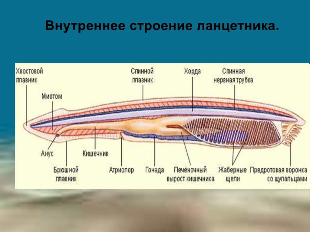 Класс Ланцетники - презентация онлайн