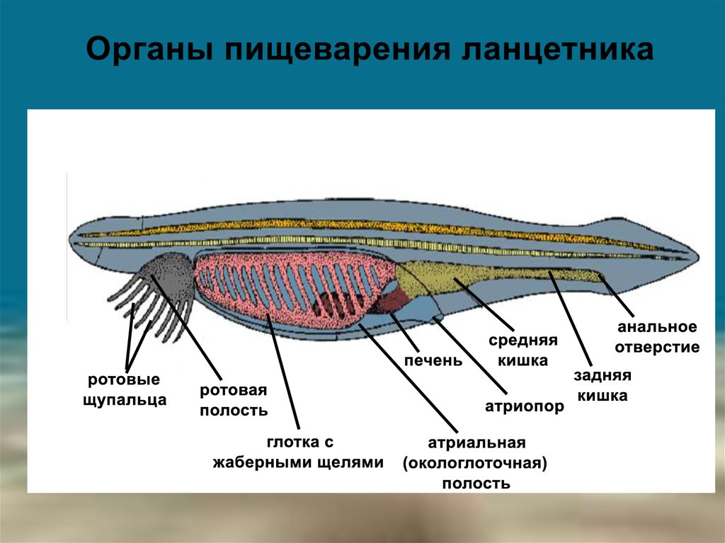 На рисунке внутренний скелет ланцетника обозначен цифрой