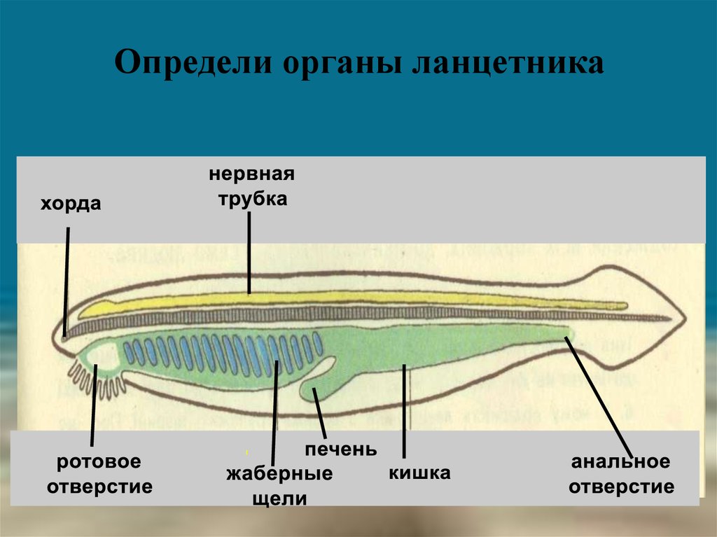 Класс ланцетники презентация