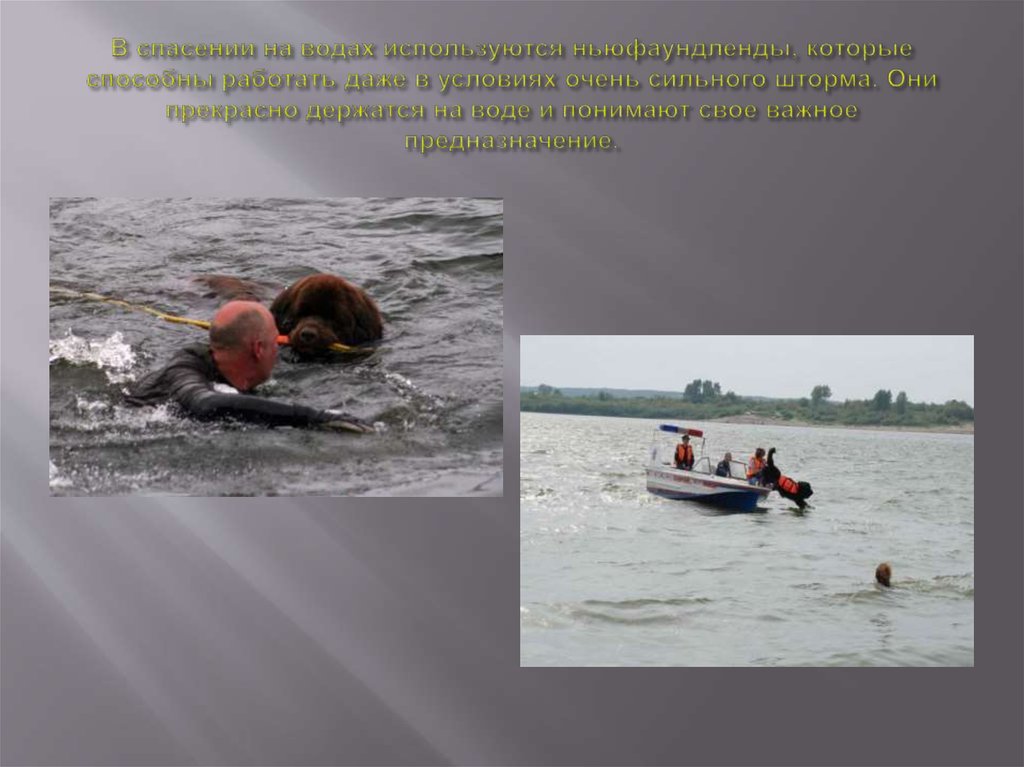 В спасении на водах используются ньюфаундленды, которые способны работать даже в условиях очень сильного шторма. Они прекрасно