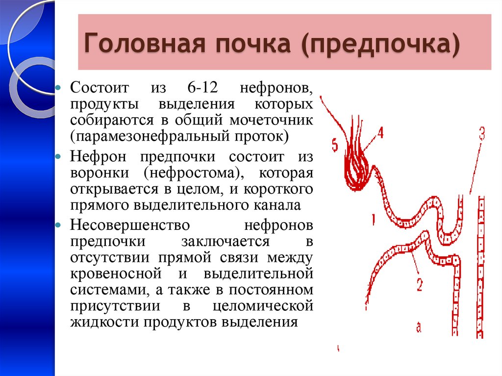 Нефроны вторичной почки. Препочка первичная вторичная почка. Эволюция нефрона почки. Строение нефрона предпочки. Головная почка предпочка.