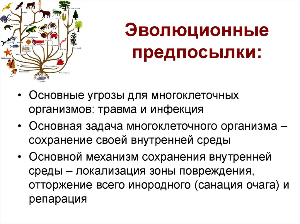 Организм это кратко. Эволюционные предпосылки двигательной активности. Эволюционные предпосылки двигательной активности кратко. Предпосылки эволюции биология. Предпосылки эволюционизма.