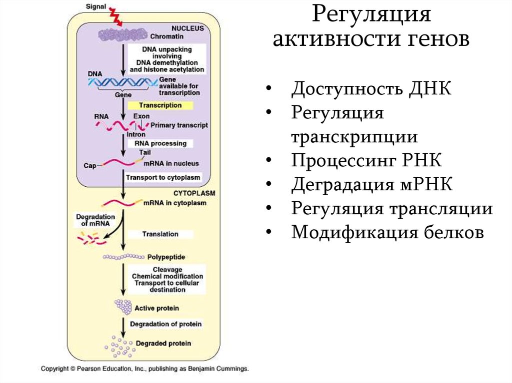 Регуляция генной активности. Экспрессия генов презентация. Дифференциальная Экспрессия генов. Дифференциальная активность генов.