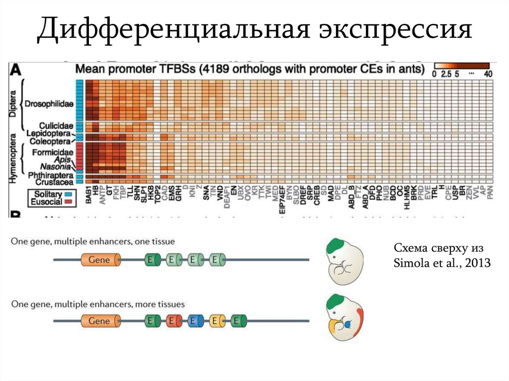 Дифференциальная активность гена