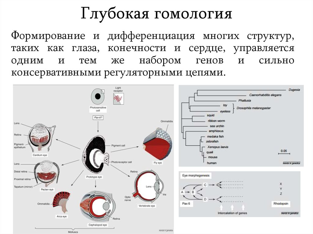 Дифференциальная Экспрессия генов.