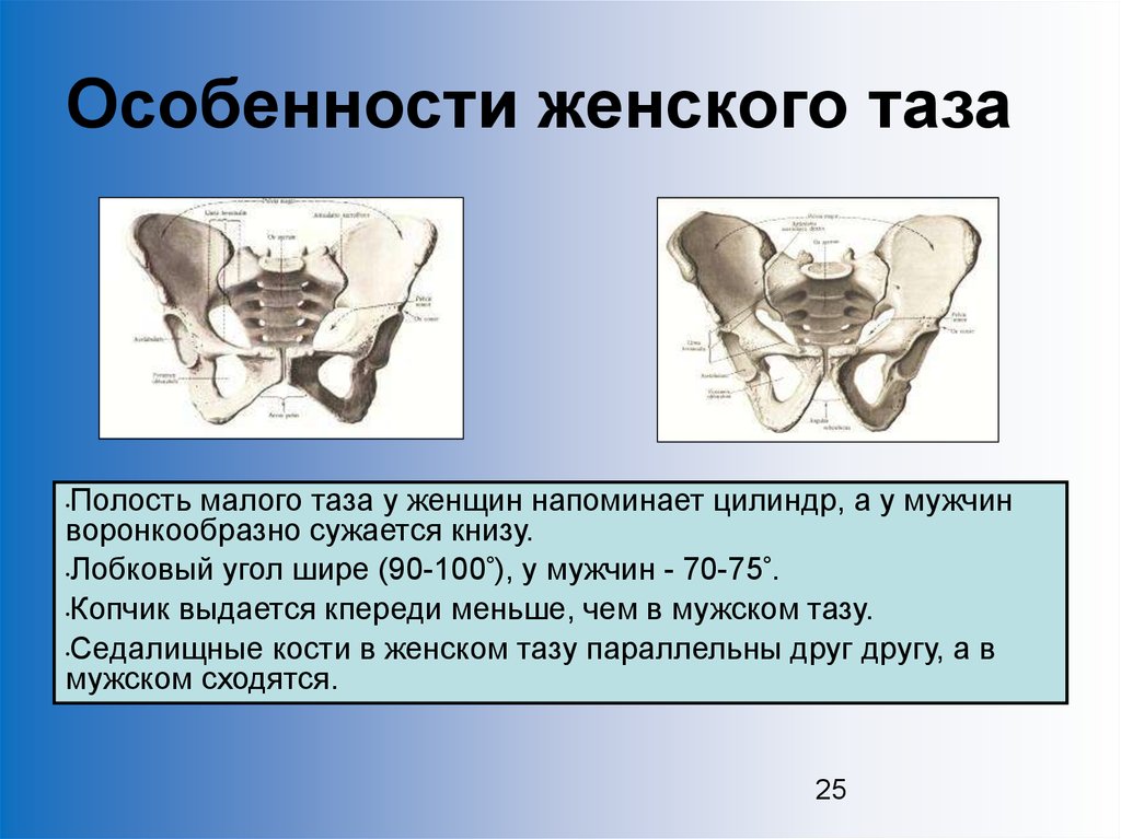 Различие половых органов. Строение таза анатомия малый таз. Строение женского таза. Лобковые кости. Строение таза у женщин.