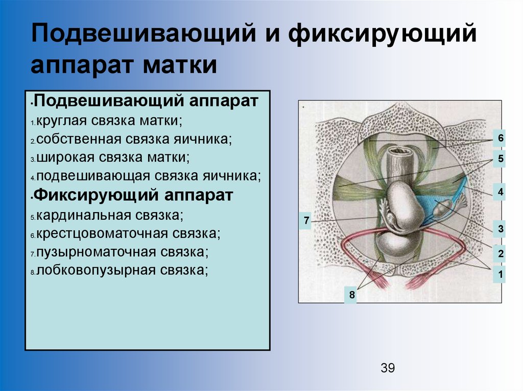 3 части матки. Подвешивающие и фиксирующие связки матки. К подвешивающему аппарату матки относятся.