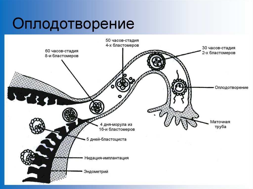 2 стадия оплодотворения. Процесс оплодотворения физиология. Процесс оплодотворения схема. Процесс оплодотворения в картинках. Схема оплодотворения женщины.