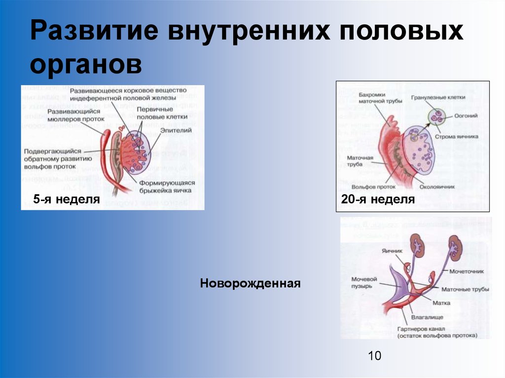 Внутренняя половая. Формирование внутренних половых органов. Физиология репродуктивной системы. Физиология репродуктивной системы женщин. Анатомия и физиология репродуктивной системы женщины.