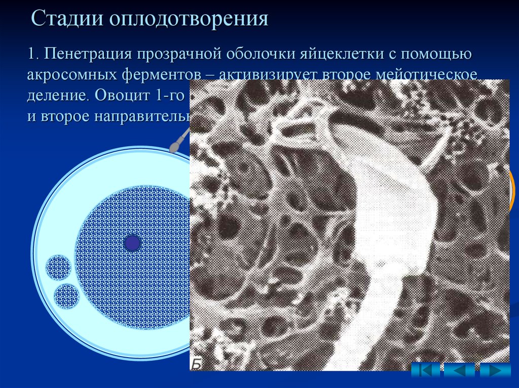 2 стадия оплодотворения. Пенетрация оплодотворение. Осеменение стадии. Пенетрация яйцеклетки. Стадии оплодотворения сингамия капатиция.