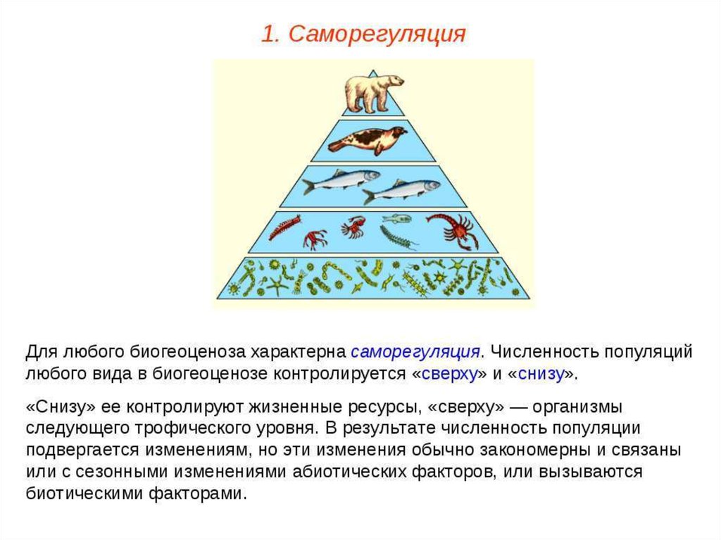 Схема экологической пирамиды