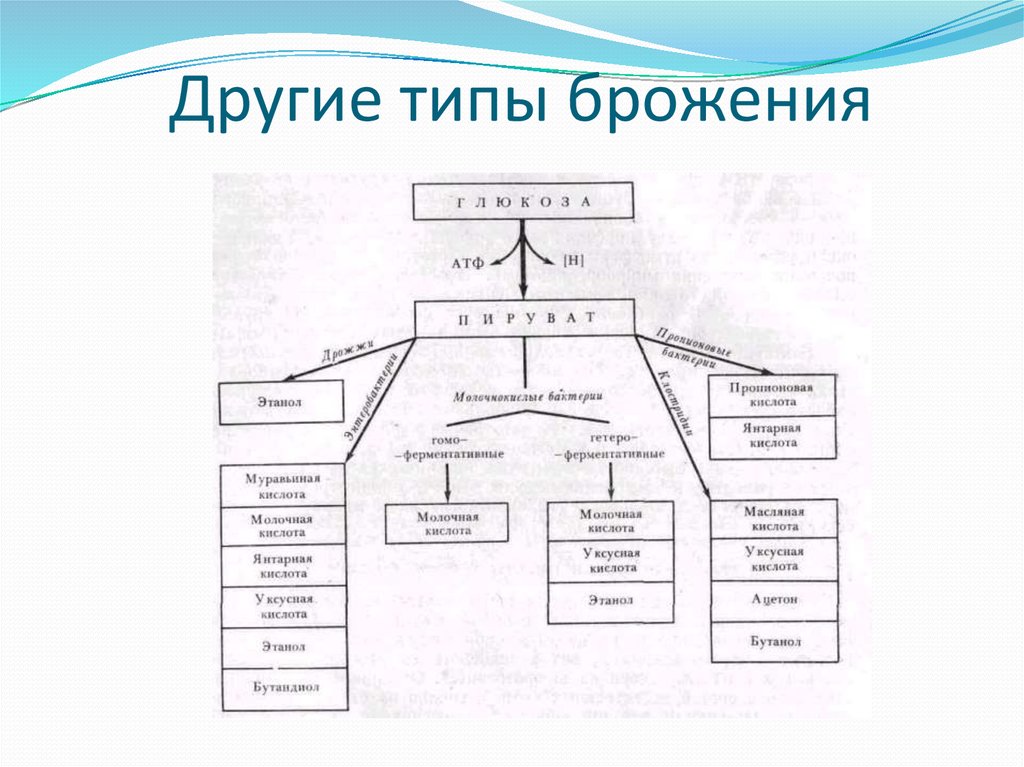 Другие типы брожения