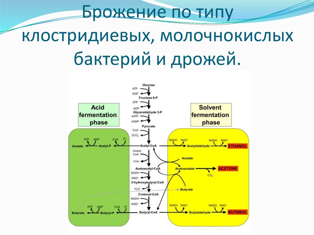 Брожение по типу клостридиевых, молочнокислых бактерий и дрожей.