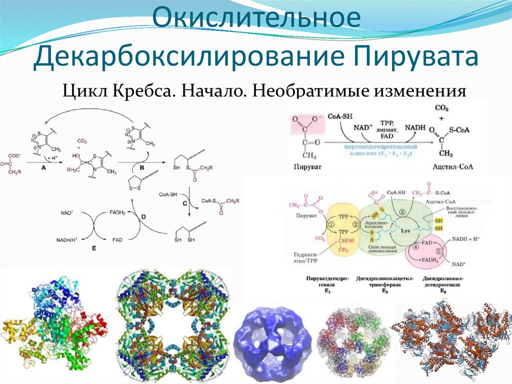 Окислительное декарбоксилирование пирувата схема