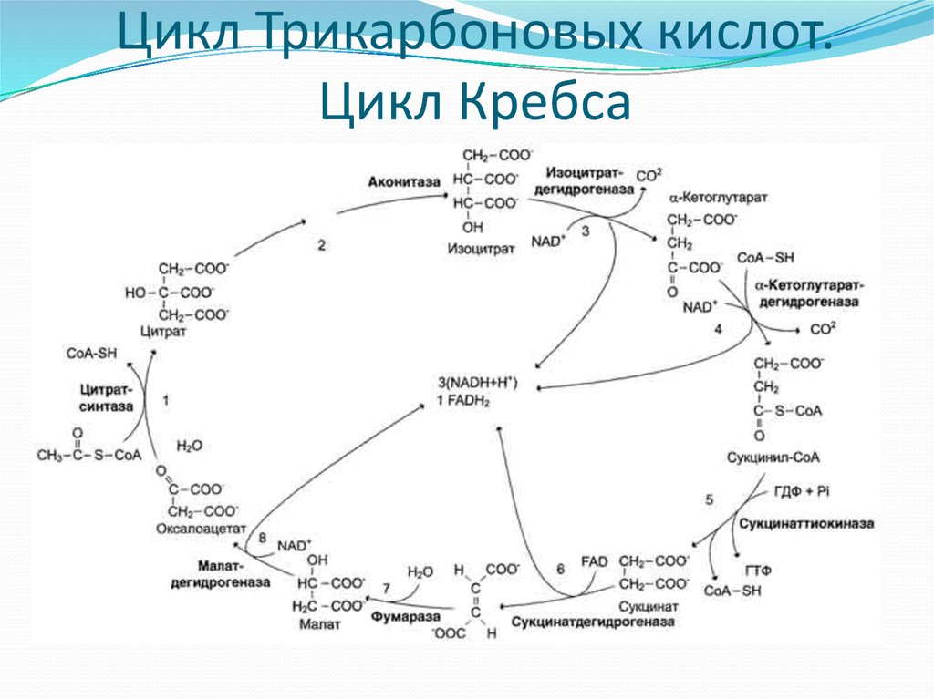 Цикл трикарбоновых кислот схема с формулами