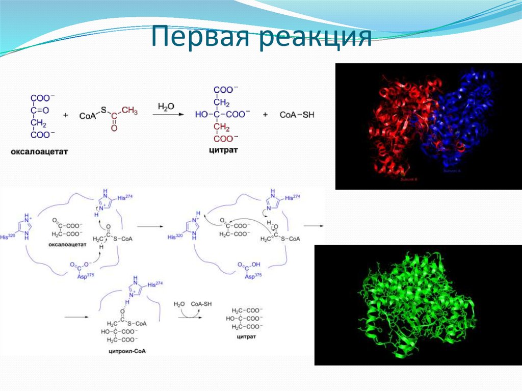 Пропионовокислое брожение схема