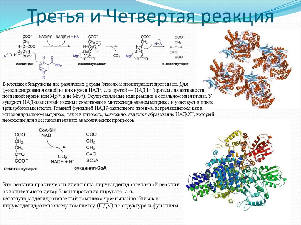 Третья и Четвертая реакция