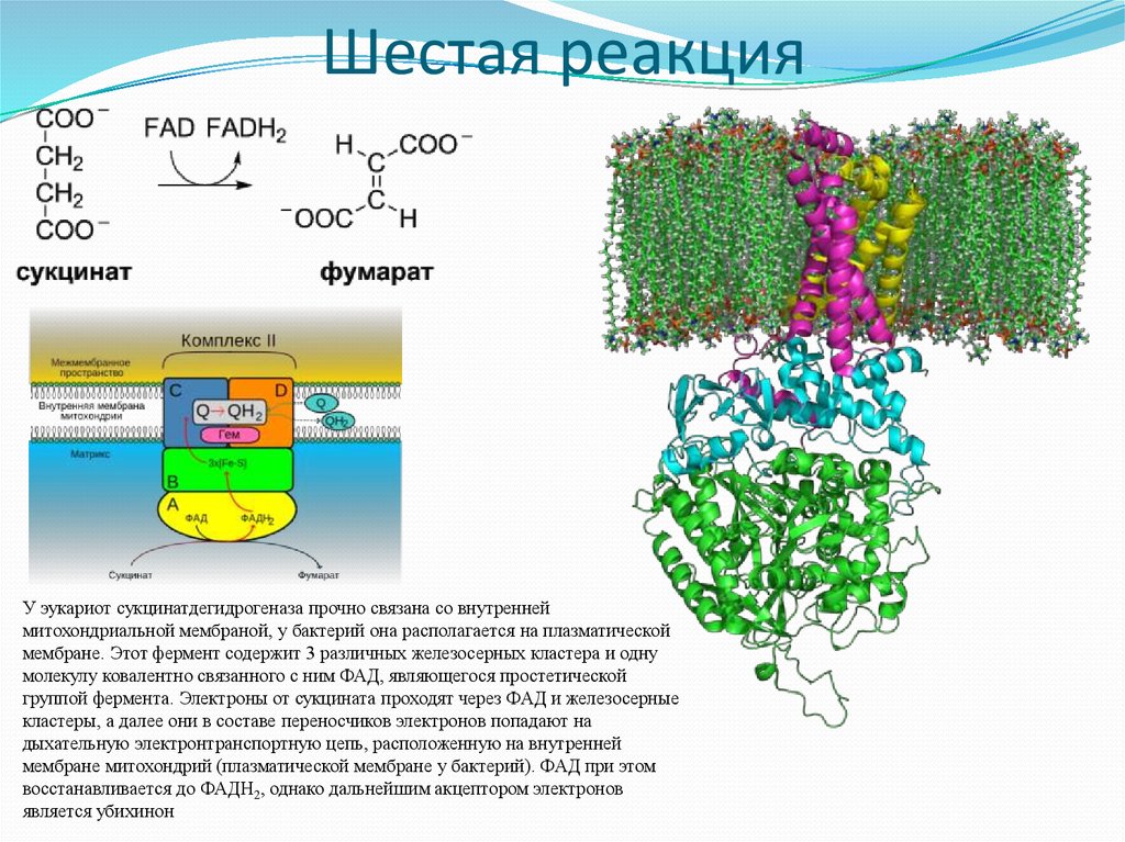 Шестая реакция