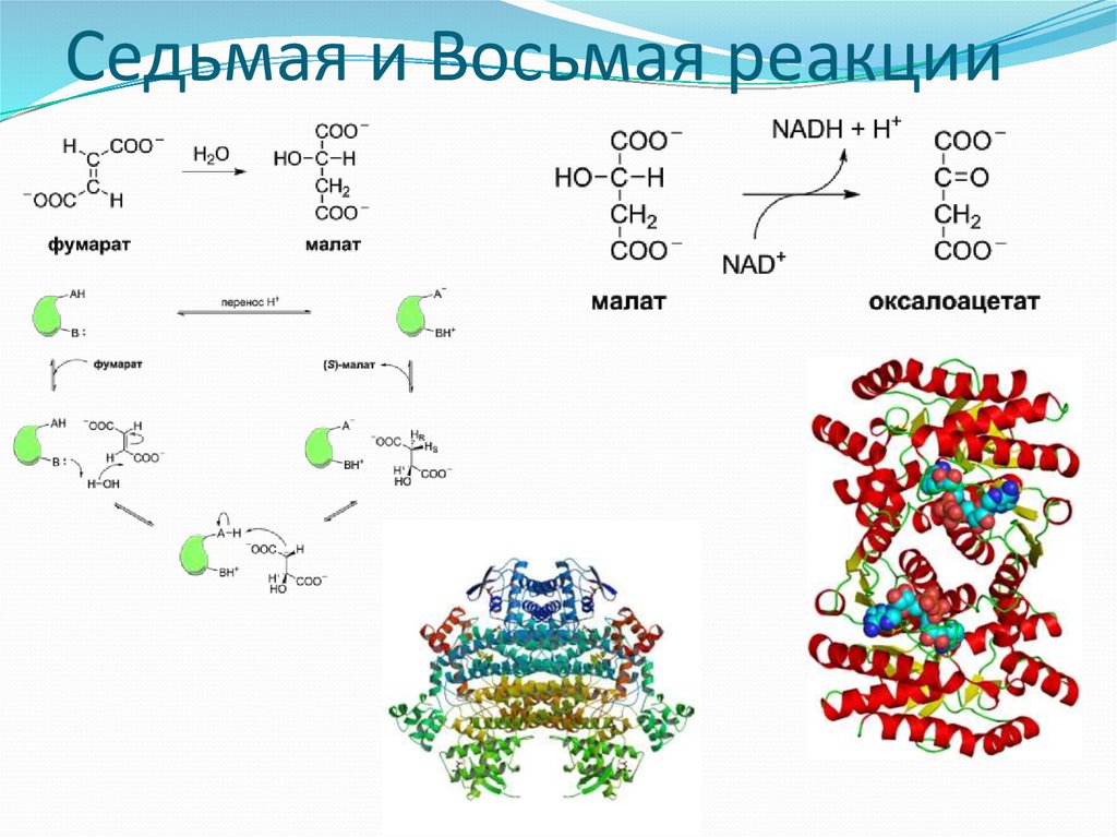 Седьмая и Восьмая реакции