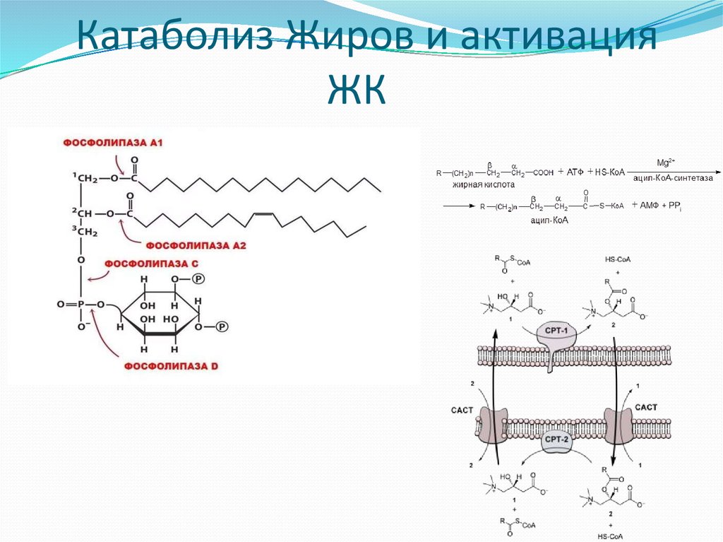 Катаболиз Жиров и активация ЖК