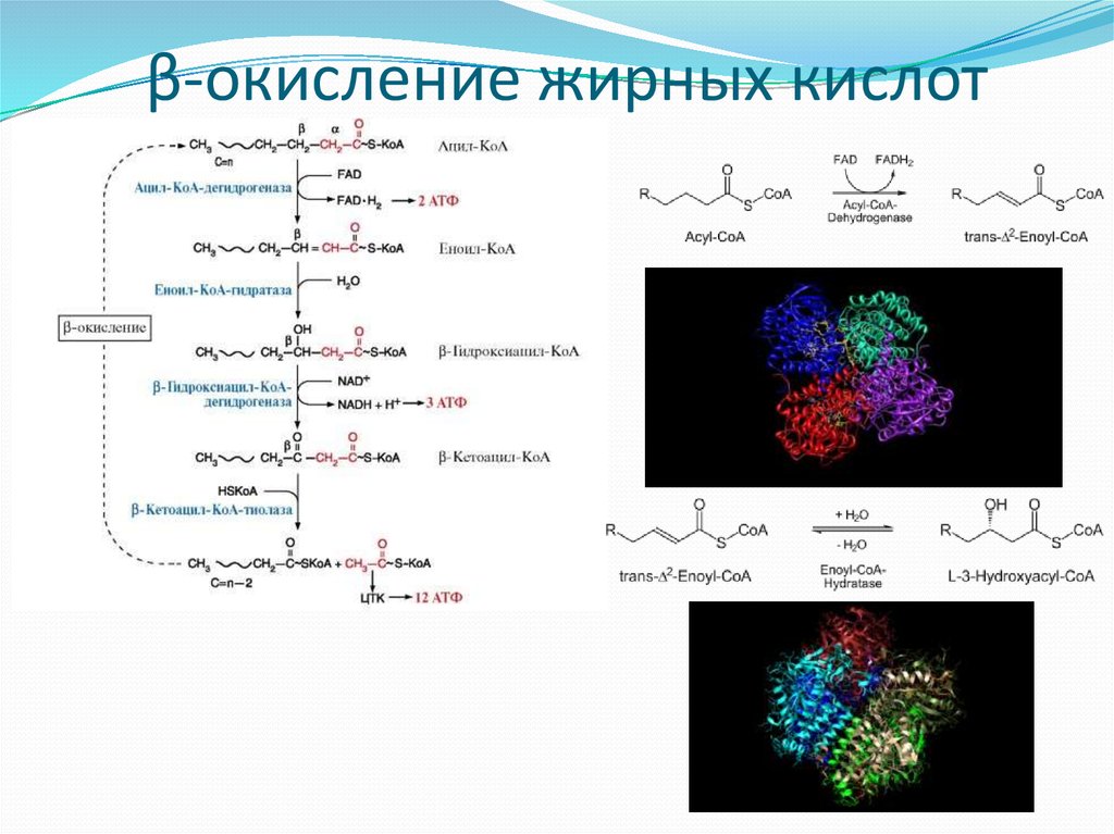 Процесс бета окисления. Биохимический механизм окисления жирных кислот. Одним из ферментов β-окисления жирных кислот является.